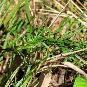 Cheiranthera linearis at Crooked Corner, NSW - 8 Jan 2022