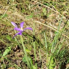 Cheiranthera linearis at Crooked Corner, NSW - 8 Jan 2022 10:37 AM