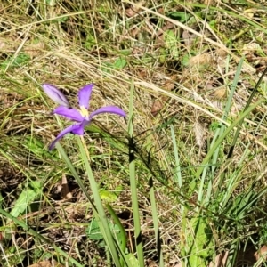 Cheiranthera linearis at Crooked Corner, NSW - 8 Jan 2022 10:37 AM