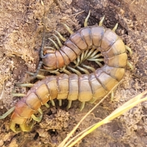 Cormocephalus aurantiipes at Crooked Corner, NSW - 8 Jan 2022 10:35 AM