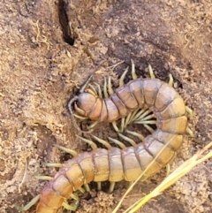 Cormocephalus aurantiipes at Crooked Corner, NSW - 8 Jan 2022 10:35 AM