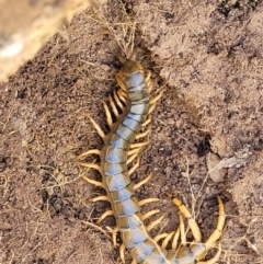 Cormocephalus aurantiipes at Crooked Corner, NSW - 8 Jan 2022 10:35 AM