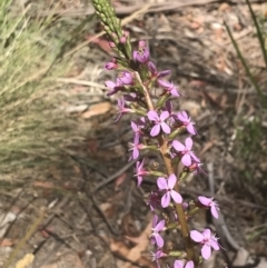 Stylidium armeria subsp. armeria (thrift trigger plant) at Cotter River, ACT - 29 Dec 2021 by Tapirlord