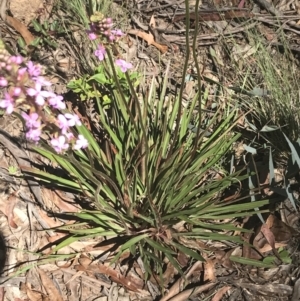 Stylidium armeria subsp. armeria at Cotter River, ACT - 29 Dec 2021