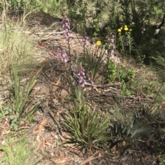 Stylidium armeria subsp. armeria at Cotter River, ACT - 29 Dec 2021