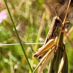 Praxibulus sp. (genus) (A grasshopper) at Crooked Corner, NSW - 7 Jan 2022 by tpreston