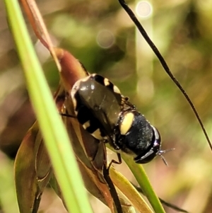 Odontomyia hunteri at Crooked Corner, NSW - 8 Jan 2022