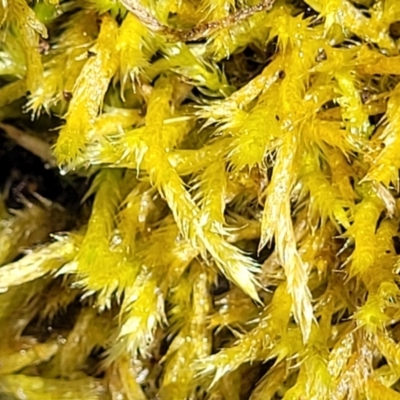 Unidentified Moss, Liverwort or Hornwort at Crooked Corner, NSW - 7 Jan 2022 by tpreston