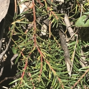 Persoonia chamaepeuce at Cotter River, ACT - 29 Dec 2021