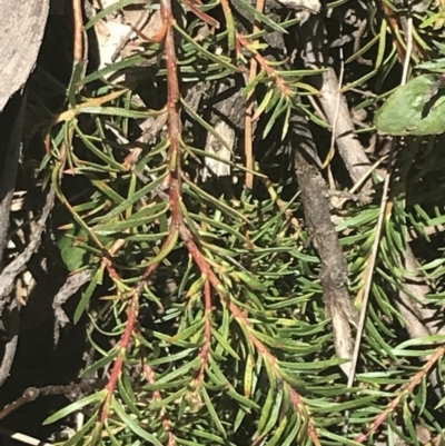 Persoonia chamaepeuce (Dwarf Geebung) at Cotter River, ACT - 29 Dec 2021 by Tapirlord