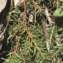 Persoonia chamaepeuce at Cotter River, ACT - 29 Dec 2021