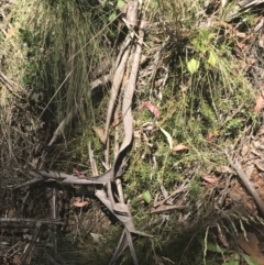 Persoonia chamaepeuce at Cotter River, ACT - 29 Dec 2021 11:47 AM