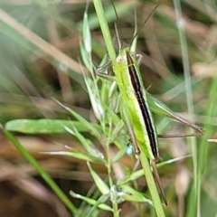 Conocephalus semivittatus (Meadow katydid) at Crooked Corner, NSW - 8 Jan 2022 by trevorpreston