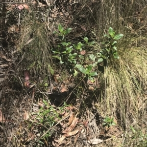 Coprosma hirtella at Cotter River, ACT - 29 Dec 2021