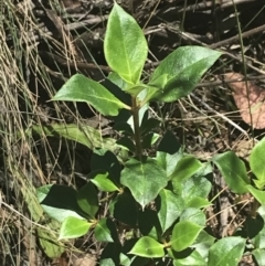 Coprosma hirtella at Cotter River, ACT - 29 Dec 2021