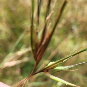 Themeda triandra at Crooked Corner, NSW - 8 Jan 2022