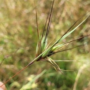 Themeda triandra at Crooked Corner, NSW - 8 Jan 2022