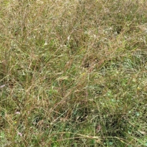 Themeda triandra at Crooked Corner, NSW - 8 Jan 2022