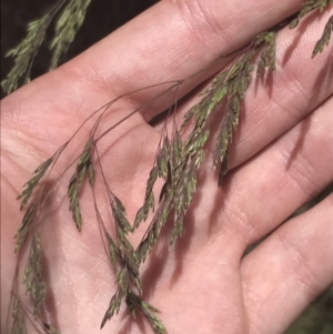 Poa sieberiana at Cotter River, ACT - 29 Dec 2021 11:48 AM