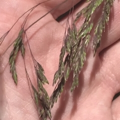 Poa sieberiana at Cotter River, ACT - 29 Dec 2021 11:48 AM