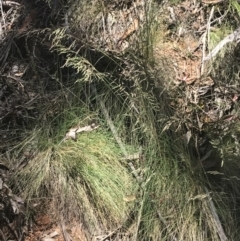 Poa sieberiana at Cotter River, ACT - 29 Dec 2021