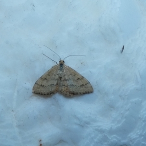 Scopula rubraria at McKellar, ACT - 8 Jan 2022