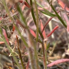 Unidentified Other Wildflower or Herb at Fentons Creek, VIC - 8 Jan 2022 by KL