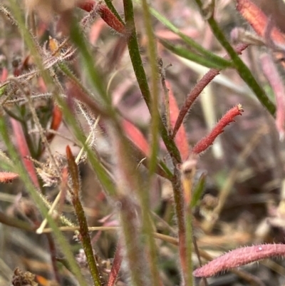 Unidentified Other Wildflower or Herb at Fentons Creek, VIC - 8 Jan 2022 by KL