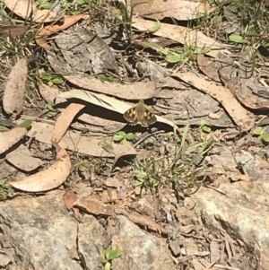 Trapezites eliena at Cotter River, ACT - 29 Dec 2021