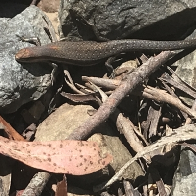 Lampropholis guichenoti (Common Garden Skink) at Brindabella, NSW - 29 Dec 2021 by Tapirlord