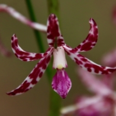 Dipodium variegatum (Blotched Hyacinth Orchid) at Moruya, NSW - 8 Jan 2022 by LisaH