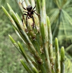 Araneus albotriangulus (White-triangle orb weaver) at Murrumbateman, NSW - 2 Nov 2021 by SimoneC