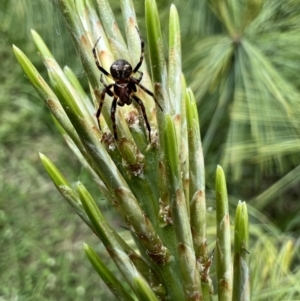 Araneus albotriangulus at Murrumbateman, NSW - 2 Nov 2021