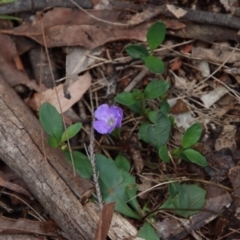 Brunoniella pumilio (Dwarf Blue Trumpet) at Moruya, NSW - 8 Jan 2022 by LisaH