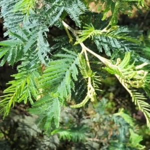 Acacia dealbata at Crooked Corner, NSW - 8 Jan 2022