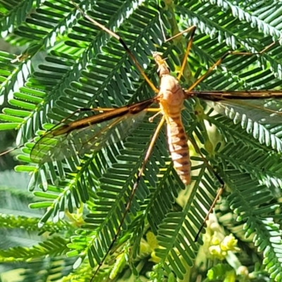 Leptotarsus (Leptotarsus) sp.(genus) (A Crane Fly) at Burwood Creek Nature Reserve - 7 Jan 2022 by tpreston