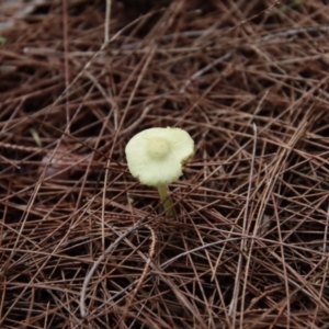 Leucocoprinus sp. at Moruya, NSW - suppressed