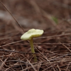 Leucocoprinus sp. at Moruya, NSW - suppressed