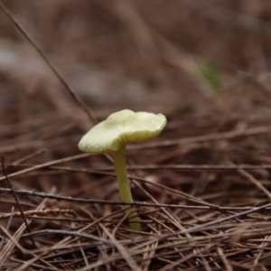 Leucocoprinus sp. at Moruya, NSW - suppressed