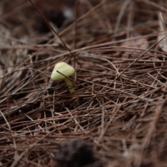 Leucocoprinus sp. at Moruya, NSW - suppressed