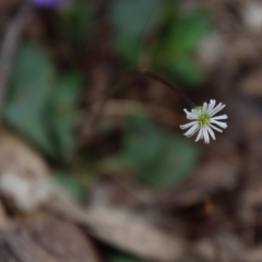 Lagenophora stipitata (Common Lagenophora) at Moruya, NSW - 8 Jan 2022 by LisaH