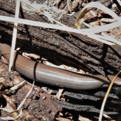 Hemiergis talbingoensis (Three-toed Skink) at Keverstone National Park - 8 Jan 2022 by JohnBundock