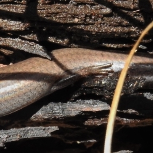 Hemiergis talbingoensis at Bigga, NSW - 8 Jan 2022