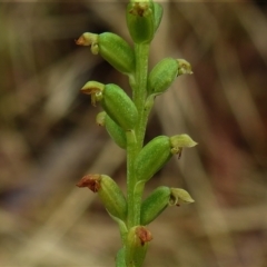 Microtis sp. (Onion Orchid) at Crooked Corner, NSW - 8 Jan 2022 by JohnBundock