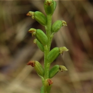 Microtis sp. at Crooked Corner, NSW - suppressed