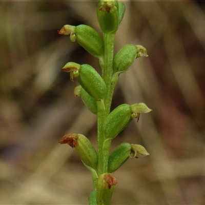 Microtis sp. (Onion Orchid) at Burwood Creek Nature Reserve - 7 Jan 2022 by JohnBundock