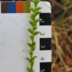 Microtis sp. at Crooked Corner, NSW - 8 Jan 2022