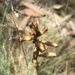 Gastrodia sp. (Potato Orchid) at Cotter River, ACT - 29 Dec 2021 by Tapirlord