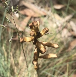 Gastrodia sp. at Cotter River, ACT - suppressed