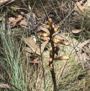 Gastrodia sp. at Cotter River, ACT - suppressed